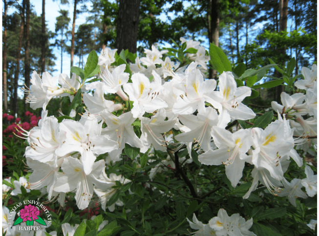 Rhododendron   'Pērlīte'